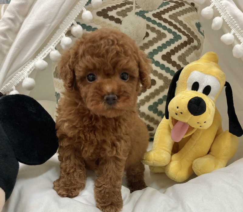 Arlo Arlo