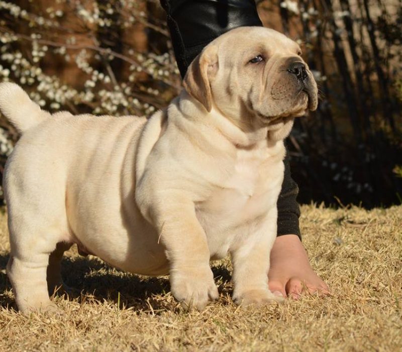 Duke Duke
