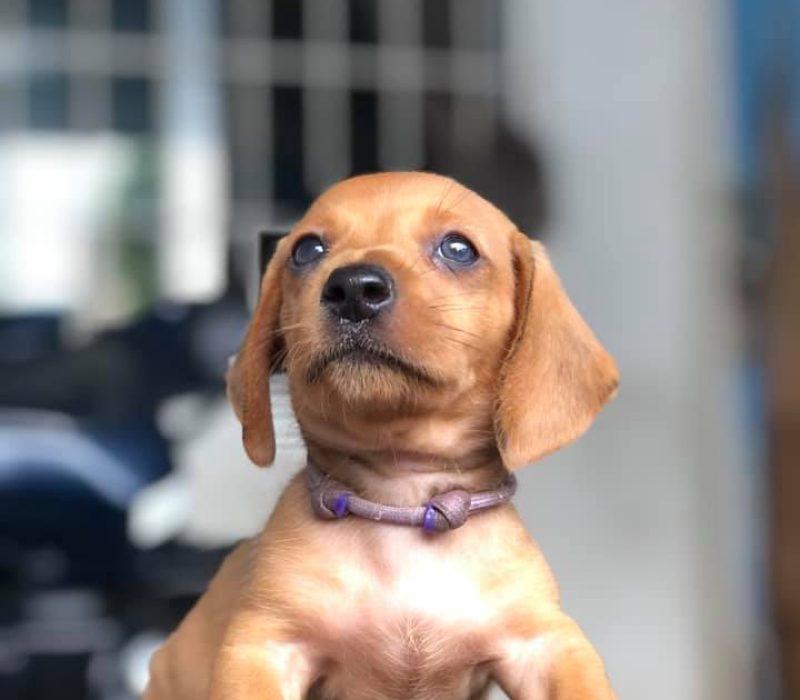 Lola Female Lola Female